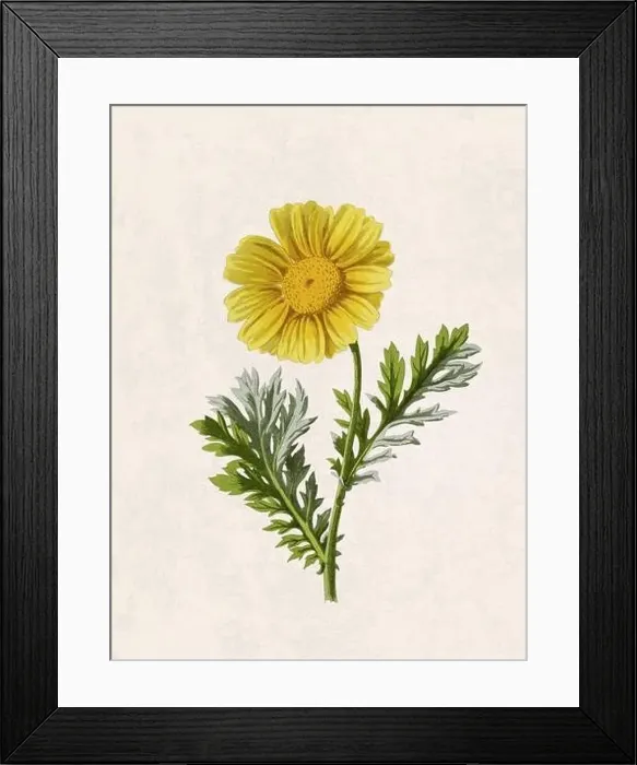 Framed Print : Beautiful blooming flower illustration. Digital watercolor with vintage inspiration on a grunge beige background Framed Print : Beautiful blooming flower illustration. Digital watercolor with vintage inspiration on a grunge beige background