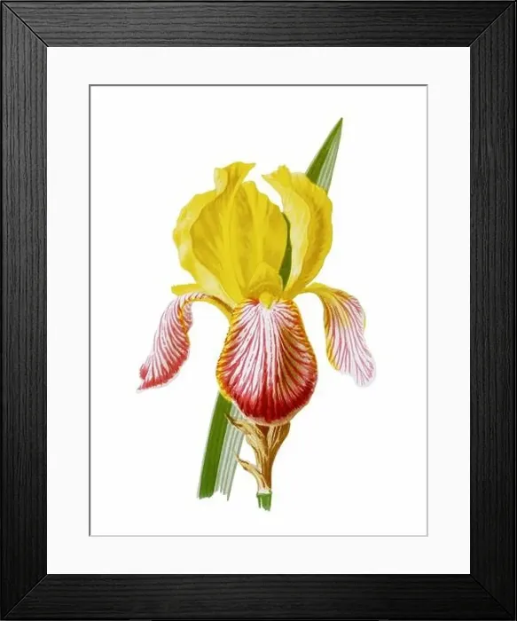 Framed Print : Beautiful blooming flower illustration. Digital watercolor with vintage inspiration on a white background Framed Print : Beautiful blooming flower illustration. Digital watercolor with vintage inspiration on a white background
