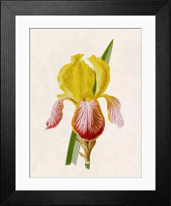 Framed Print : Beautiful blooming flower illustration. Digital watercolor with vintage inspiration on a grunge beige background Framed Print : Beautiful blooming flower illustration. Digital watercolor with vintage inspiration on a grunge beige background