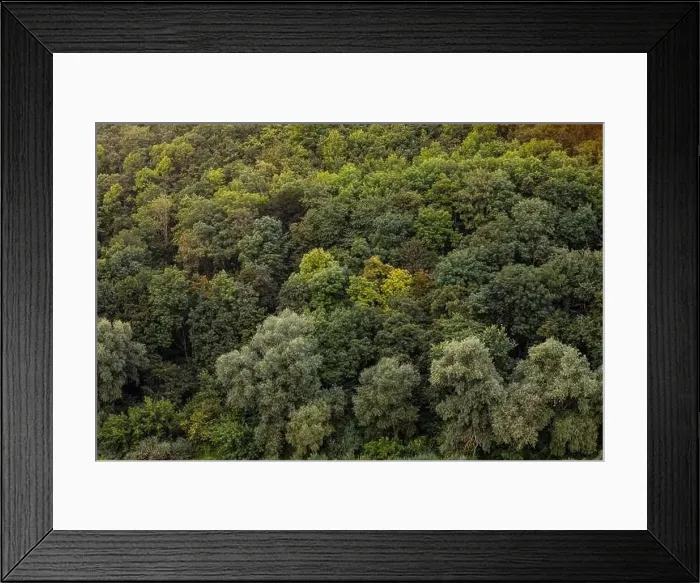 Framed Print : Aerial view Rubber tree forest, Top view of rubber tree and leaf plantation Framed Print : Aerial view Rubber tree forest, Top view of rubber tree and leaf plantation