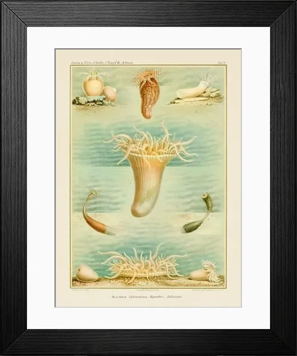 Framed Print : Sea Anemones. Vintage Zoological illustration. Circa 1884 Framed Print : Sea Anemones. Vintage Zoological illustration. Circa 1884