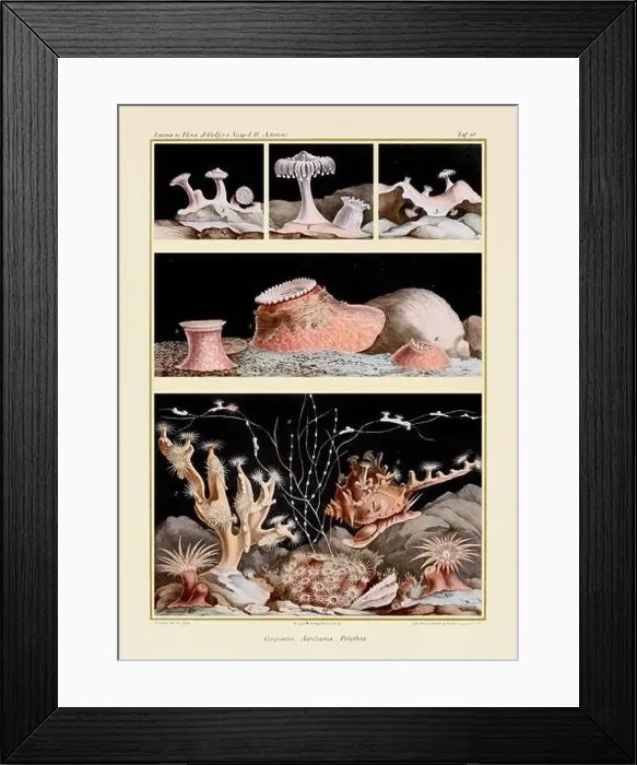 Framed Print : Sea Anemones. Vintage Zoological illustration. Circa 1884 Framed Print : Sea Anemones. Vintage Zoological illustration. Circa 1884