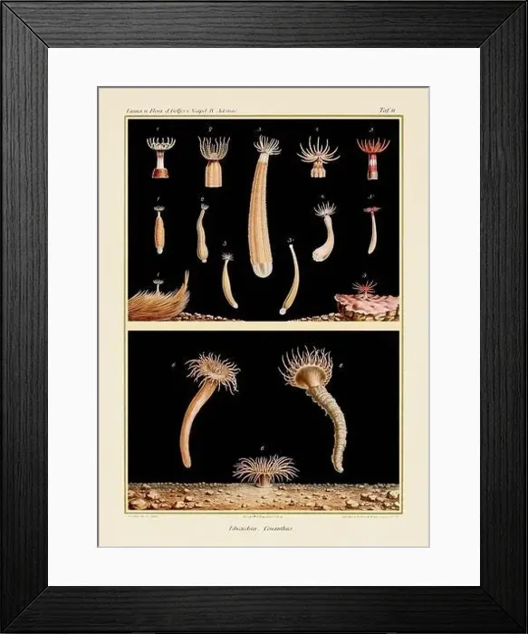 Framed Print : Sea Anemones. Vintage Zoological illustration. Circa 1884 Framed Print : Sea Anemones. Vintage Zoological illustration. Circa 1884