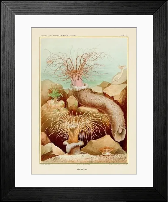 Framed Print : Sea Anemones. Vintage Zoological illustration. Circa 1884 Framed Print : Sea Anemones. Vintage Zoological illustration. Circa 1884