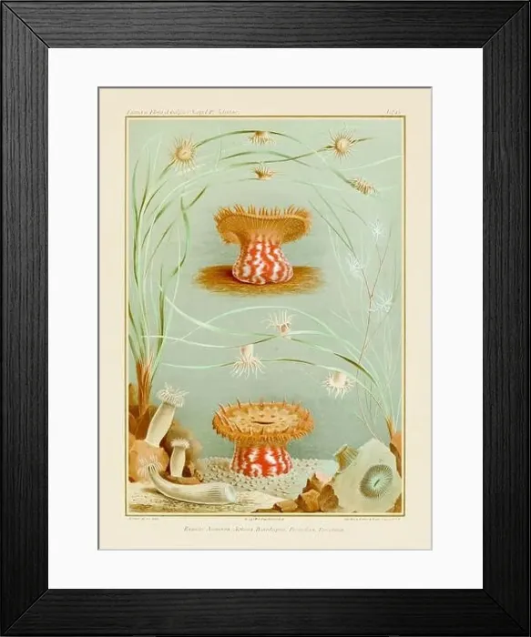 Framed Print : Sea Anemones. Vintage Zoological illustration. Circa 1884 Framed Print : Sea Anemones. Vintage Zoological illustration. Circa 1884