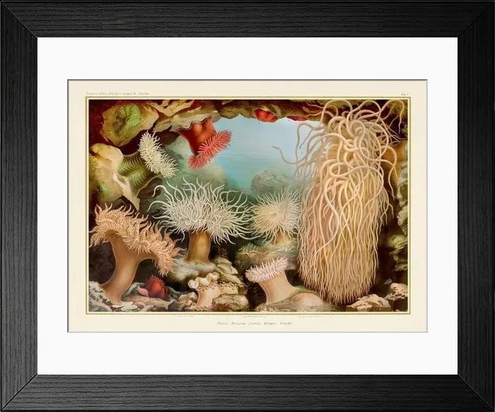 Framed Print : Sea Anemones. Vintage Zoological illustration. Circa 1884 Framed Print : Sea Anemones. Vintage Zoological illustration. Circa 1884