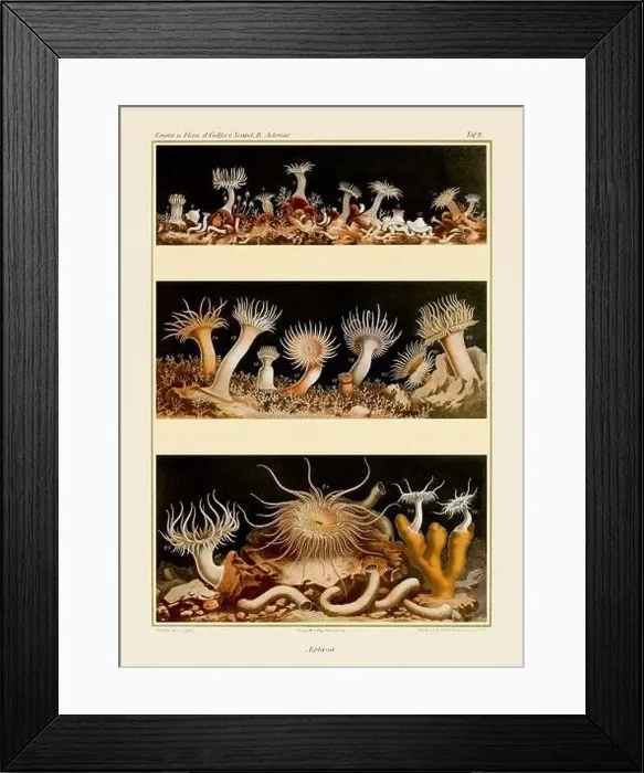 Framed Print : Sea Anemones. Vintage Zoological illustration. Circa 1884 Framed Print : Sea Anemones. Vintage Zoological illustration. Circa 1884