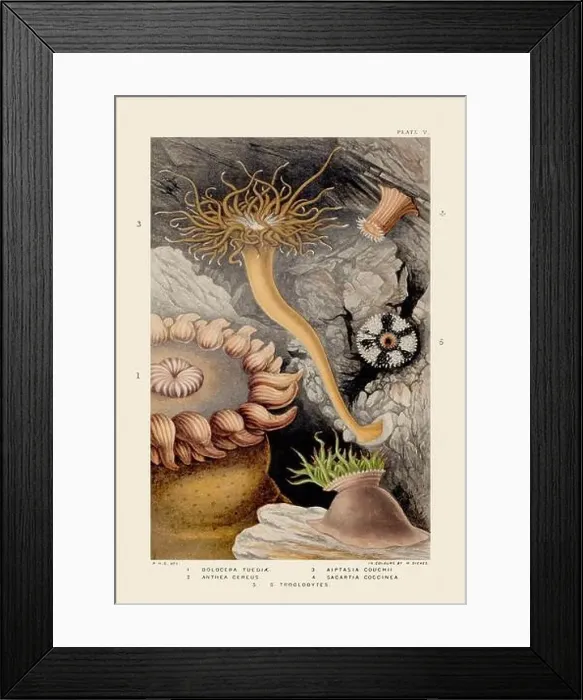 Framed Print : Sea Anemones and Corals. Vintage Zoological illustration. Circa 1860 Framed Print : Sea Anemones and Corals. Vintage Zoological illustration. Circa 1860