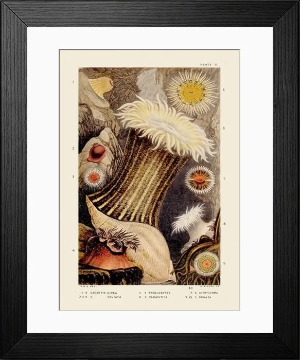 Framed Print : Sea Anemones and Corals. Vintage Zoological illustration. Circa 1860 Framed Print : Sea Anemones and Corals. Vintage Zoological illustration. Circa 1860