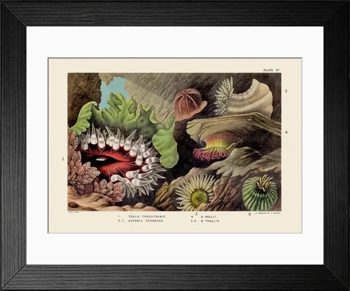 Framed Print : Sea Anemones and Corals. Vintage Zoological illustration. Circa 1860 Framed Print : Sea Anemones and Corals. Vintage Zoological illustration. Circa 1860