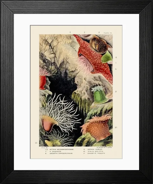 Framed Print : Sea Anemones and Corals. Vintage Zoological illustration. Circa 1860 Framed Print : Sea Anemones and Corals. Vintage Zoological illustration. Circa 1860