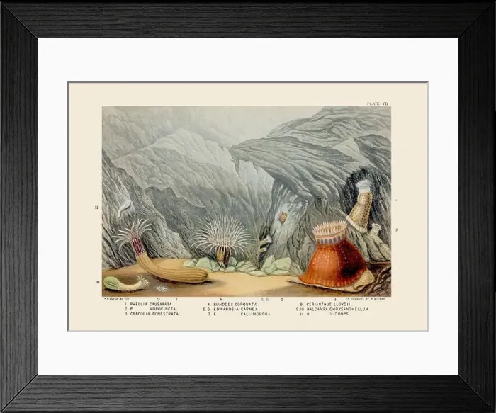 Framed Print : Sea Anemones and Corals. Vintage Zoological illustration. Circa 1860 Framed Print : Sea Anemones and Corals. Vintage Zoological illustration. Circa 1860