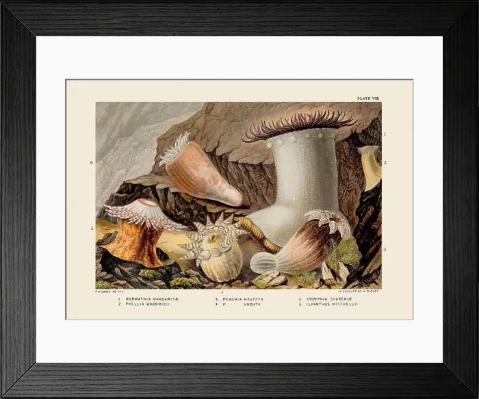 Framed Print : Sea Anemones and Corals. Vintage Zoological illustration. Circa 1860 Framed Print : Sea Anemones and Corals. Vintage Zoological illustration. Circa 1860