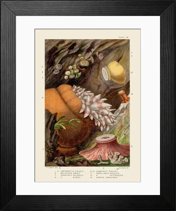 Framed Print : Sea Anemones and Corals. Vintage Zoological illustration. Circa 1860