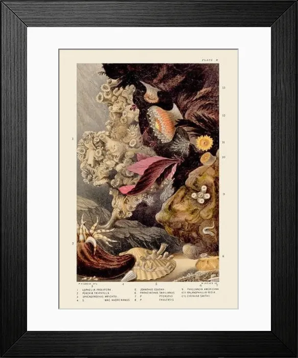Framed Print : Sea Anemones and Corals. Vintage Zoological illustration. Circa 1860 Framed Print : Sea Anemones and Corals. Vintage Zoological illustration. Circa 1860