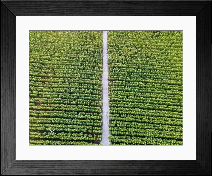 Framed Print : Aerial view of Sunflower blooming in plantation field and pathway through it in countryside Framed Print : Aerial view of Sunflower blooming in plantation field and pathway through it in countryside