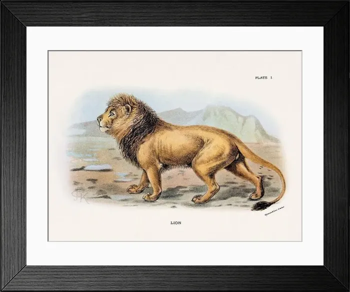Framed Print : Lion. Vintage illustration of a wild cat from a 19th-century natural history book detailing feline species Framed Print : Lion. Vintage illustration of a wild cat from a 19th-century natural history book detailing feline species