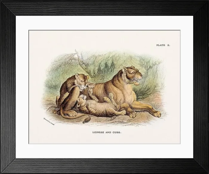 Framed Print : Lioness and Cubs. Vintage illustration of a wild cat from a 19th-century natural history book detailing feline species Framed Print : Lioness and Cubs. Vintage illustration of a wild cat from a 19th-century natural history book detailing feline species