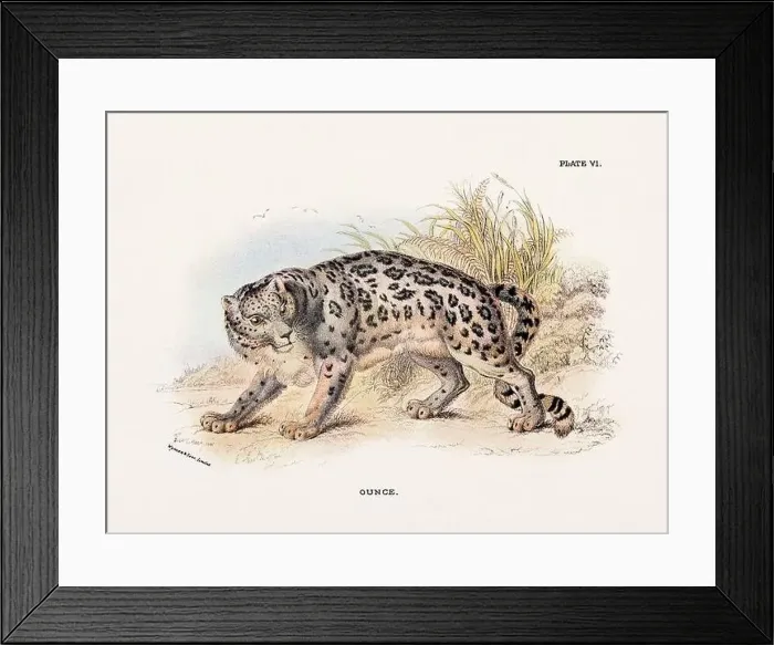 Framed Print : Ounce. Vintage illustration of a wild cat from a 19th-century natural history book detailing feline species Framed Print : Ounce. Vintage illustration of a wild cat from a 19th-century natural history book detailing feline species