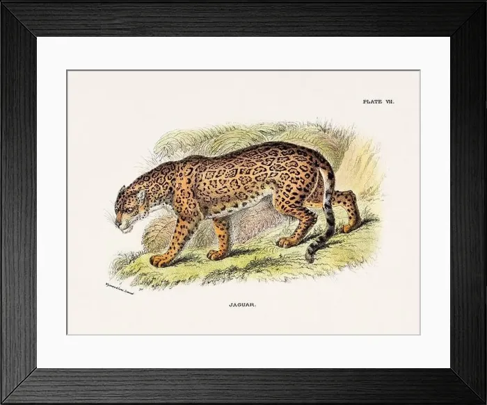Framed Print : Jaguar. Vintage illustration of a wild cat from a 19th-century natural history book detailing feline species