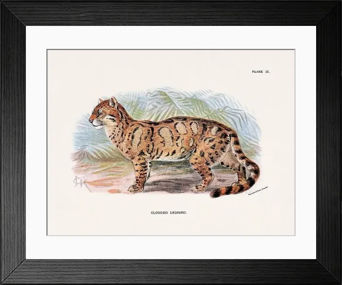 Framed Print : Clouded Leopard. Vintage illustration of a wild cat from a 19th-century natural history book detailing feline species