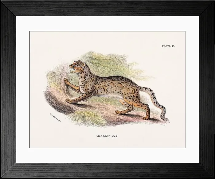 Framed Print : Marbled Cat. Vintage illustration of a wild cat from a 19th-century natural history book detailing feline species Framed Print : Marbled Cat. Vintage illustration of a wild cat from a 19th-century natural history book detailing feline species