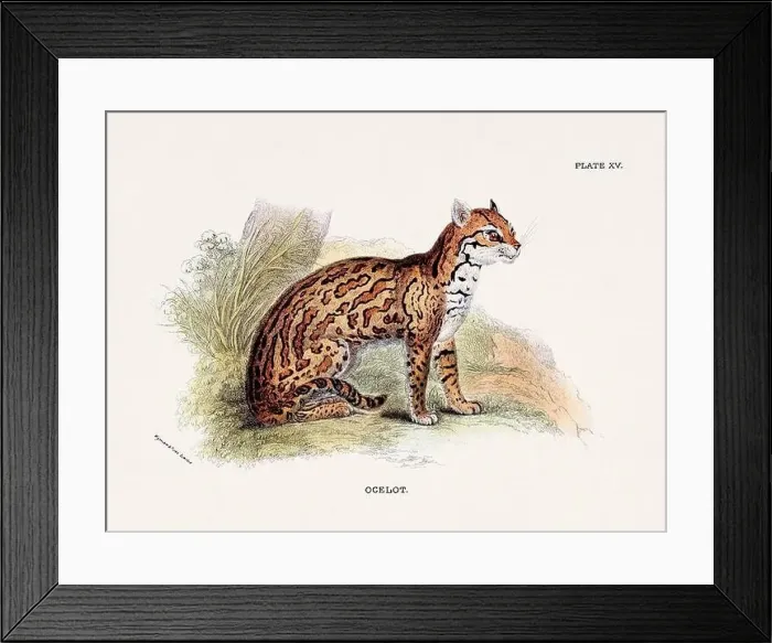 Framed Print : Ocelot. Vintage illustration of a wild cat from a 19th-century natural history book detailing feline species Framed Print : Ocelot. Vintage illustration of a wild cat from a 19th-century natural history book detailing feline species