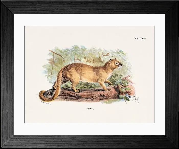 Framed Print : Vintage illustration of a wild cat from a 19th-century natural history book detailing feline species