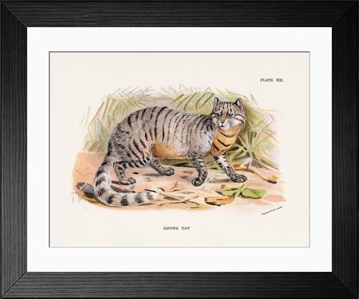 Framed Print : Caffre Cat. Vintage illustration of a wild cat from a 19th-century natural history book detailing feline species Framed Print : Caffre Cat. Vintage illustration of a wild cat from a 19th-century natural history book detailing feline species