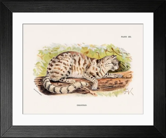 Framed Print : Colocolo. Vintage illustration of a wild cat from a 19th-century natural history book detailing feline species