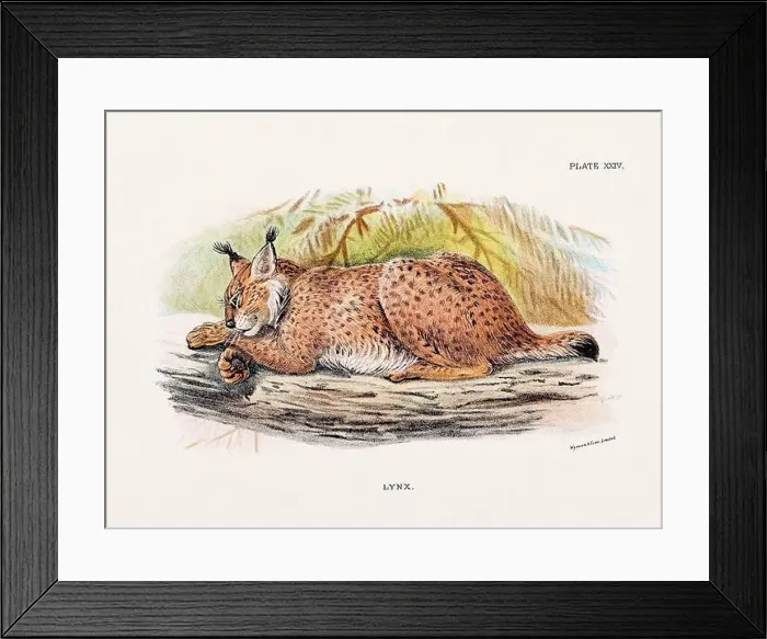 Framed Print : Lynx. Vintage illustration of a wild cat from a 19th-century natural history book detailing feline species Framed Print : Lynx. Vintage illustration of a wild cat from a 19th-century natural history book detailing feline species