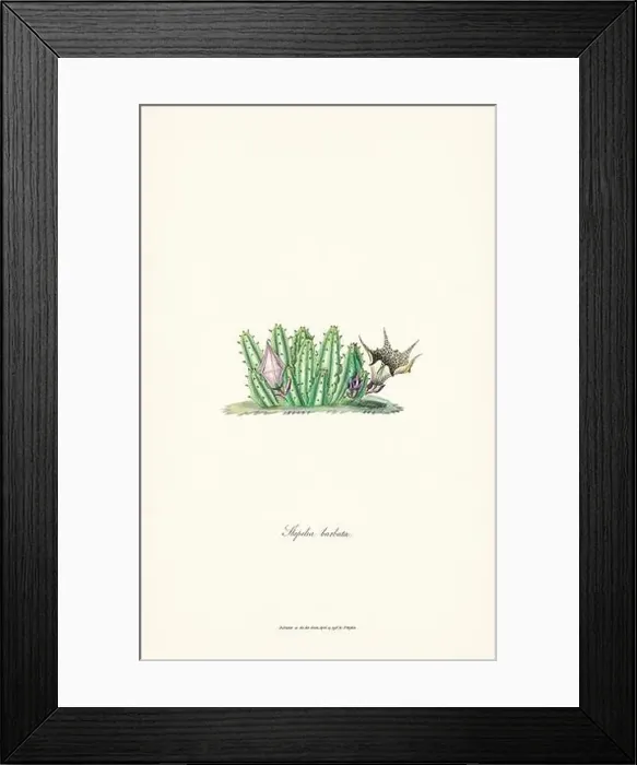 Framed Print : Blooming Stapelia Framed Print : Blooming Stapelia