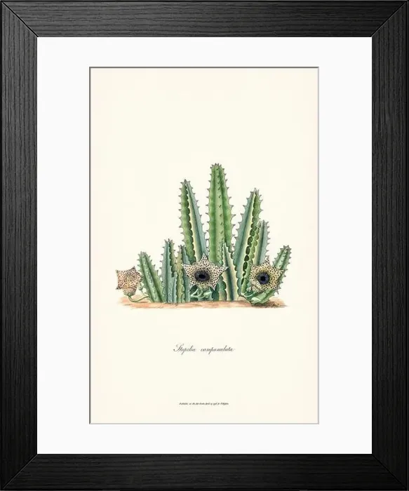 Framed Print : Blooming Stapelia Framed Print : Blooming Stapelia