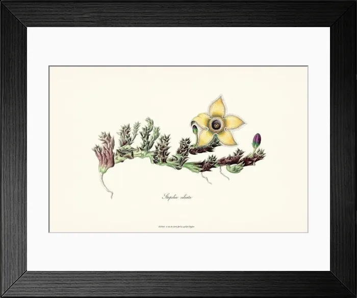 Framed Print : Blooming Stapelia Framed Print : Blooming Stapelia
