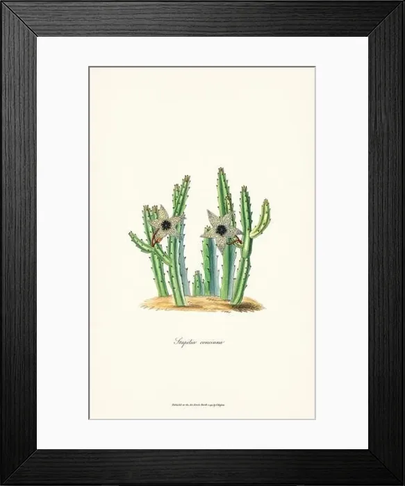 Framed Print : Blooming Stapelia Framed Print : Blooming Stapelia