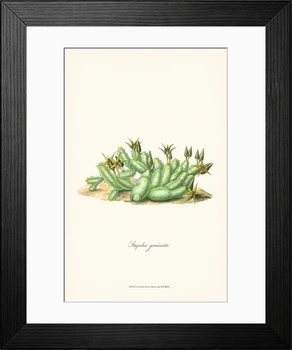 Framed Print : Blooming Stapelia Framed Print : Blooming Stapelia