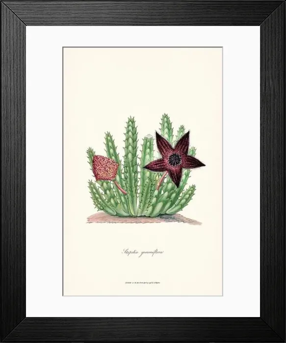 Framed Print : Blooming Stapelia Framed Print : Blooming Stapelia