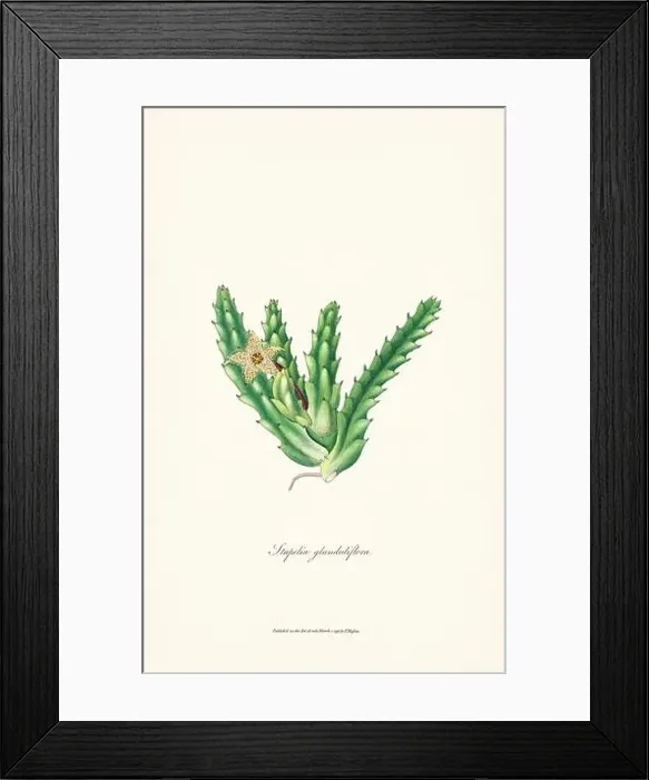 Framed Print : Blooming Stapelia Framed Print : Blooming Stapelia