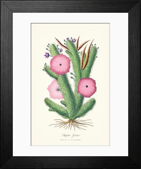 Framed Print : Blooming Stapelia Framed Print : Blooming Stapelia