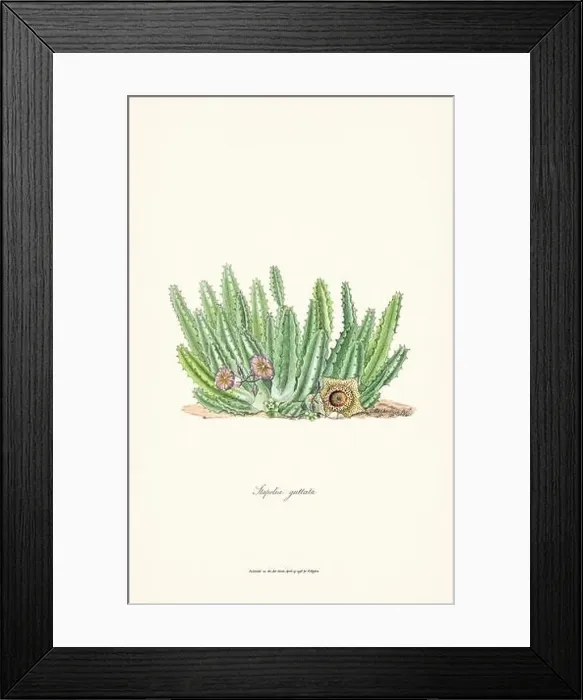 Framed Print : Blooming Stapelia Framed Print : Blooming Stapelia