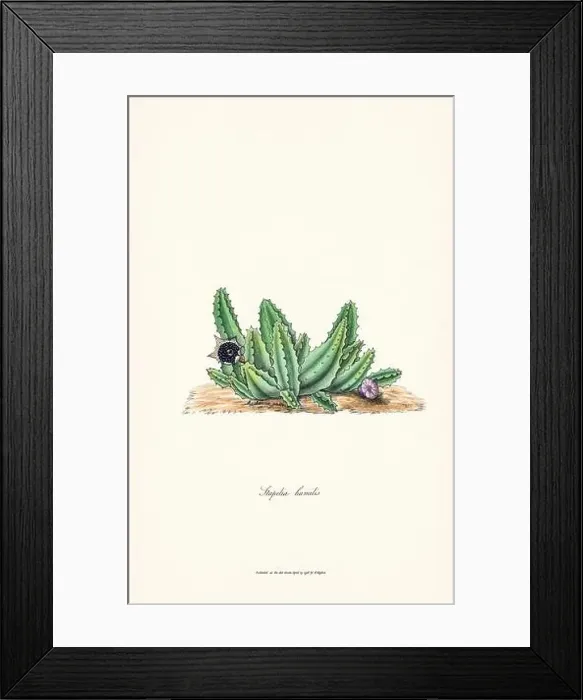 Framed Print : Blooming Stapelia Framed Print : Blooming Stapelia