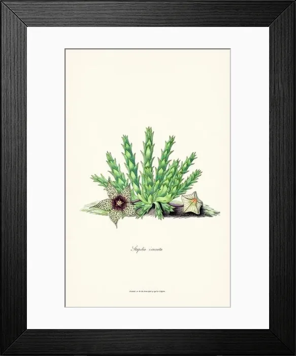 Framed Print : Blooming Stapelia Framed Print : Blooming Stapelia