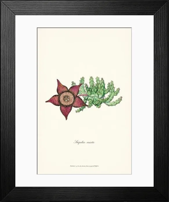 Framed Print : Blooming Stapelia Framed Print : Blooming Stapelia