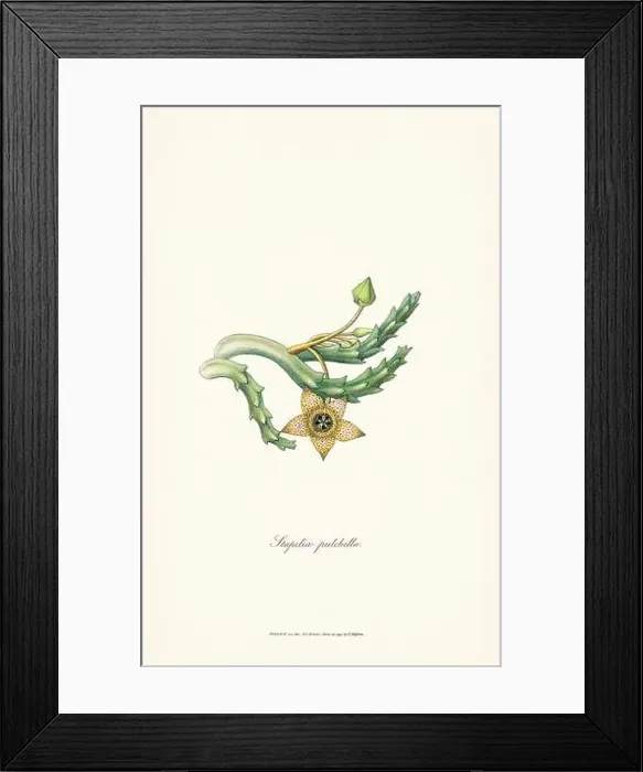 Framed Print : Blooming Stapelia Framed Print : Blooming Stapelia