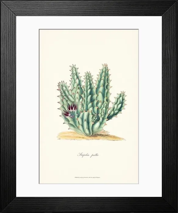 Framed Print : Blooming Stapelia Framed Print : Blooming Stapelia