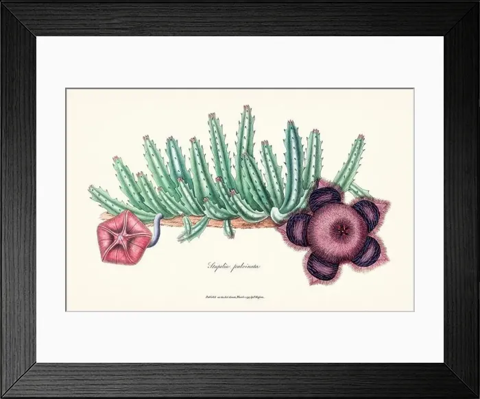 Framed Print : Blooming Stapelia Framed Print : Blooming Stapelia