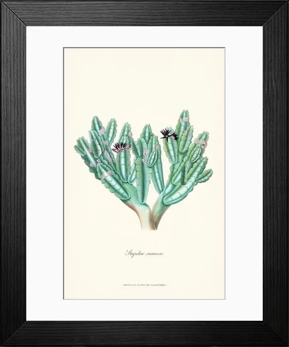 Framed Print : Blooming Stapelia Framed Print : Blooming Stapelia