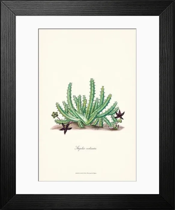 Framed Print : Blooming Stapelia Framed Print : Blooming Stapelia