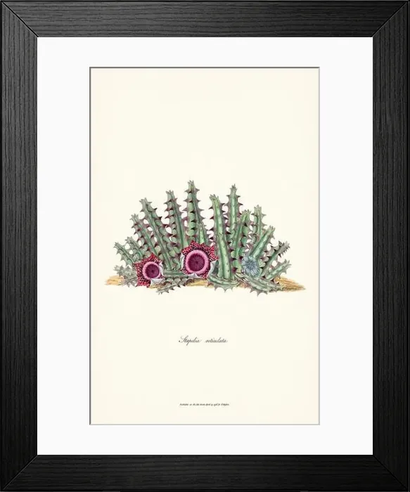Framed Print : Blooming Stapelia Framed Print : Blooming Stapelia