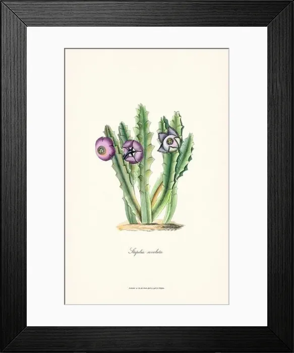 Framed Print : Blooming Stapelia Framed Print : Blooming Stapelia